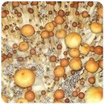 Псилоцибиновые (галлюциногенные)  грибы Psilocybin "Golden Teacher" в Городце